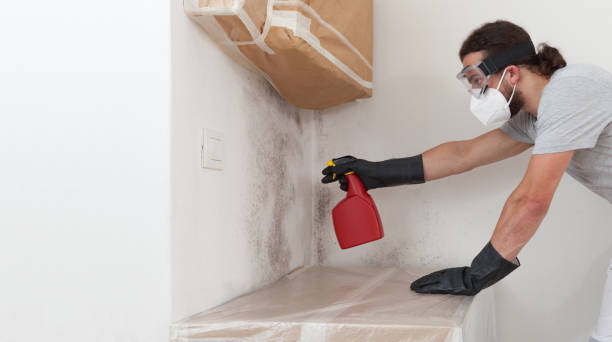 Professional Basement Mold Remediation technician working in Erie, CO