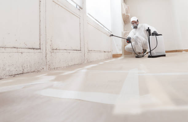 24/7 Emergency Basement Mold Remediation experts in Erie, CO